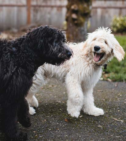 Kindred Moments: Heartwarming Stories from Our Clinic