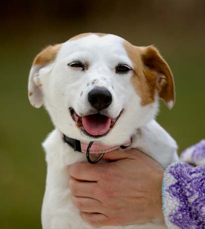 Your Puppy’s First Vet Visit: What to Expect