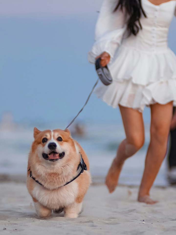 Top 5 Ways to Keep Your Senior Pet Happy and Healthy