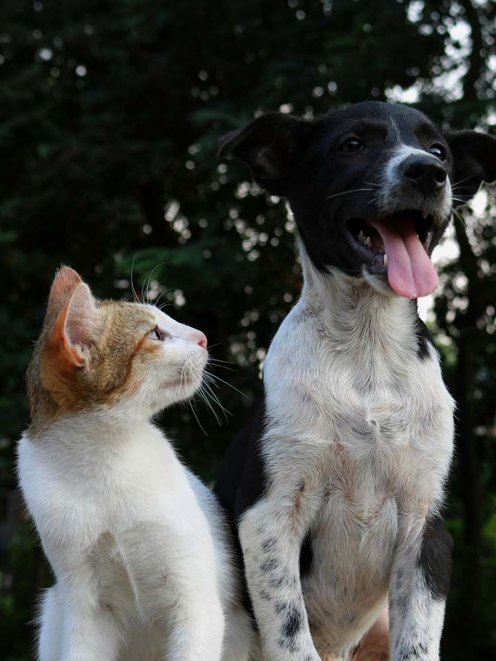 Meet the Kindred Pet Care Team!