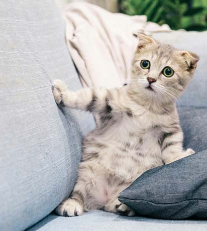 How to Create a Pet-Friendly Garden Oasis