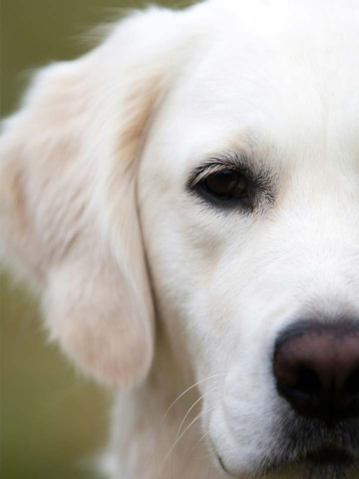 The Joy of Pet Adoption: Start Your Forever Friendship
