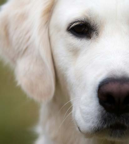 The Joy of Pet Adoption: Start Your Forever Friendship